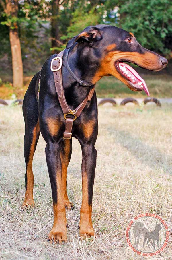 Leather Doberman Harness for Comfy Tracking