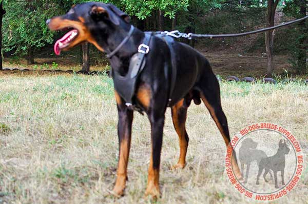 Doberman Leather Harness for Attack Training