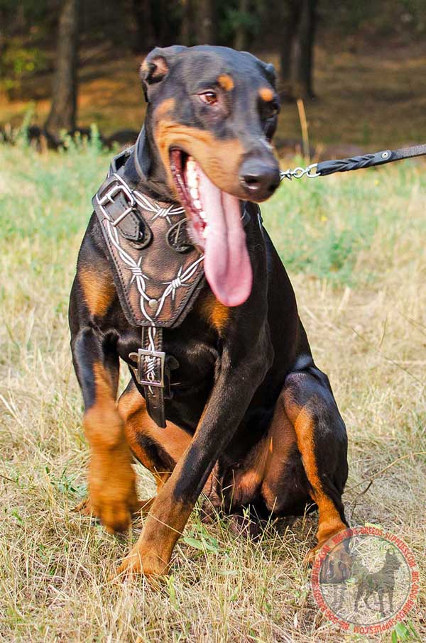 Doberman Harness Leather Barbed Wire
