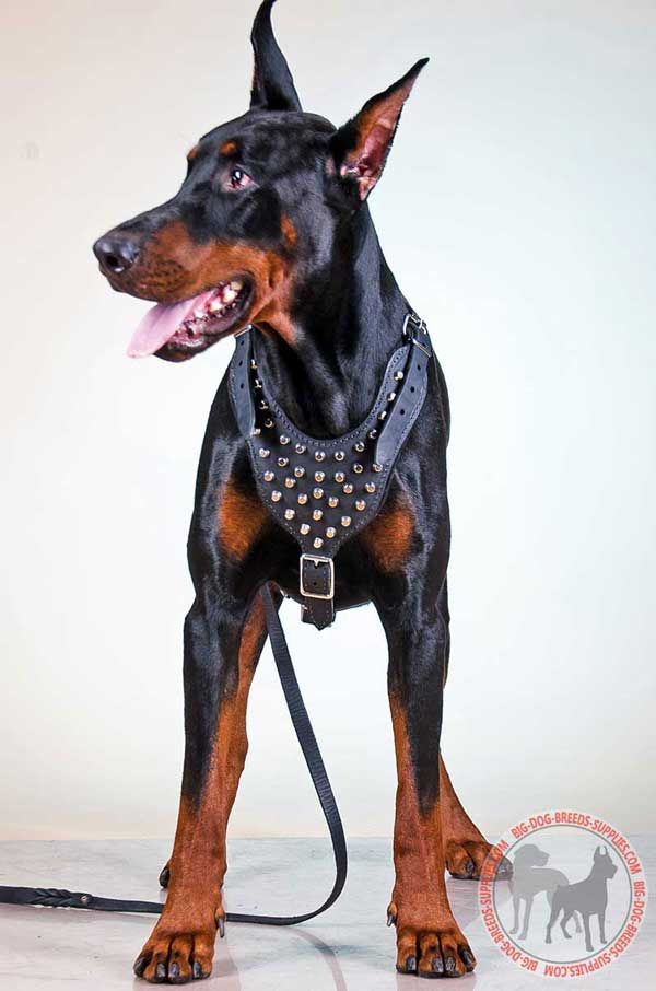 Doberman Leather Dog Harness with Shiny Cones