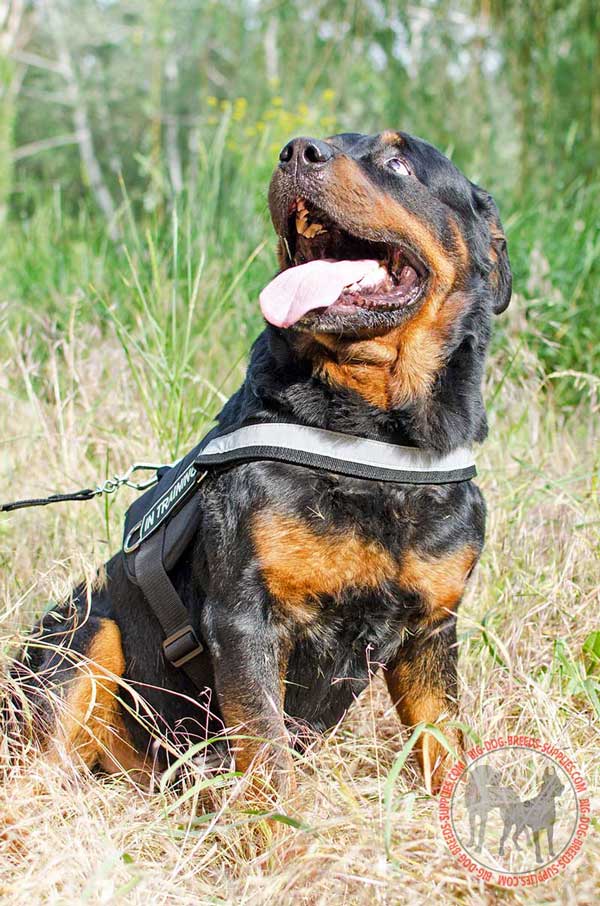 Nylon Rottweiler Harness for Walking or Training