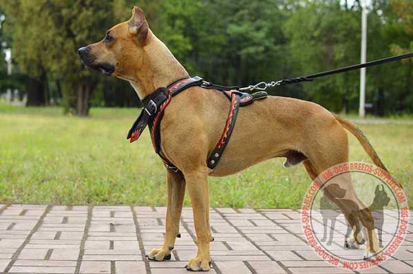 Leather Dog Harness for Pit Bull Looking Stylish