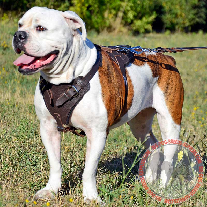 Sturdy Agitation/Protection Leather Dog Harness [H1###1081 Agitation  Protection Harness] : Dog Harnesses, Collars, Leashes, Muzzles, Breed  Information and Pictures