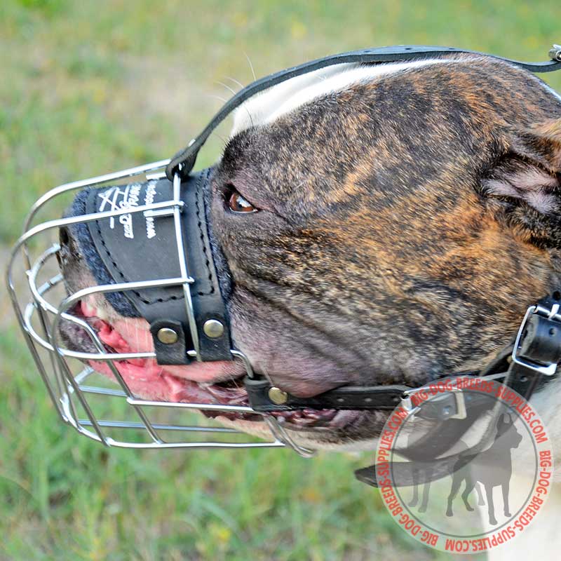 American bulldog clearance muzzle