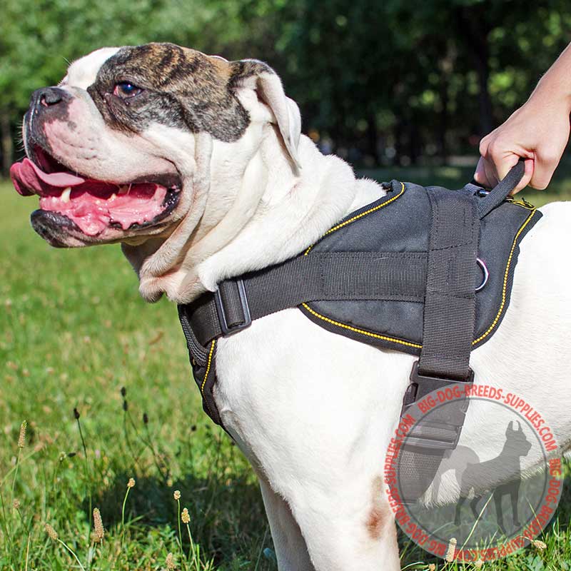 Buy Lightweight Adjustable Leather English Bulldog Tracking Harness