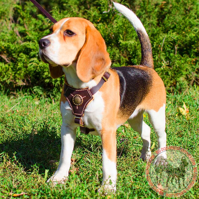 Buy Padded Leather Dog Harness for Puppy Walking Training