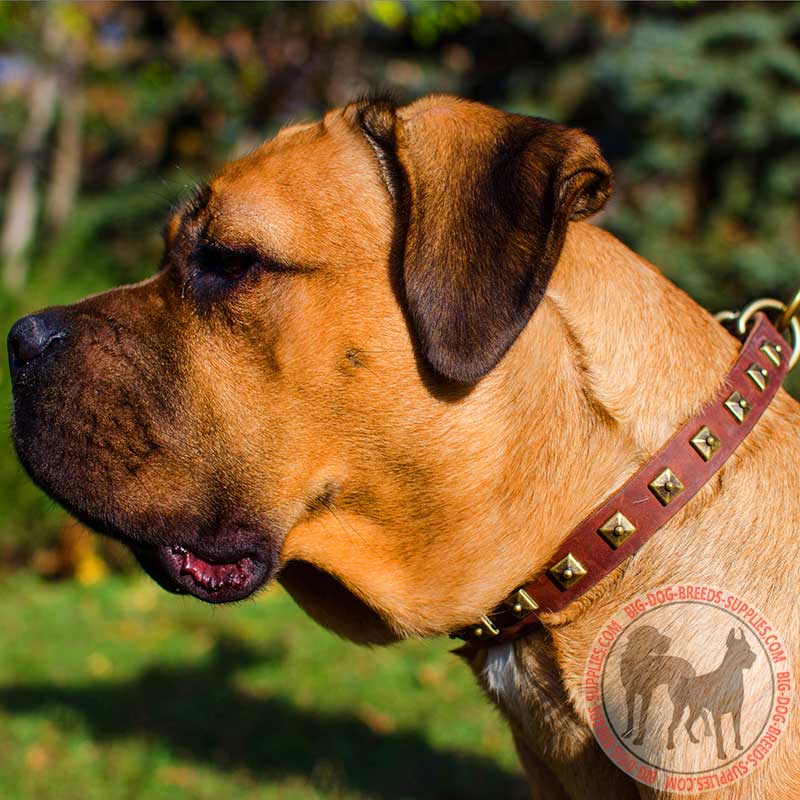 Get Wide Walking Leather Dog Collar, Brass Studs