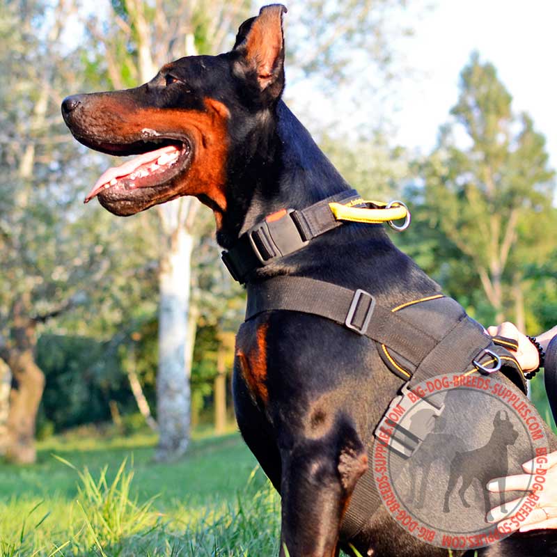 Doberman pulling on sales leash