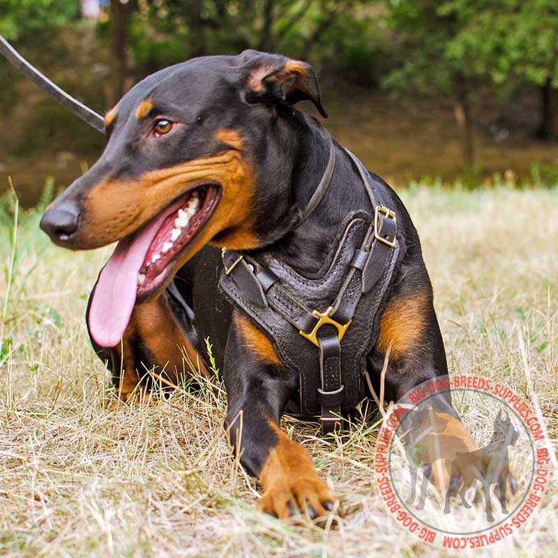 Doberman Leather Dog Harness for Training,tracking,walking a dog : Doberman  Breed: Dog harness, Muzzle, Collar, Leash