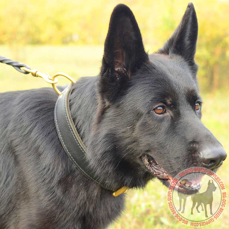 German shepherd dog outlet equipment