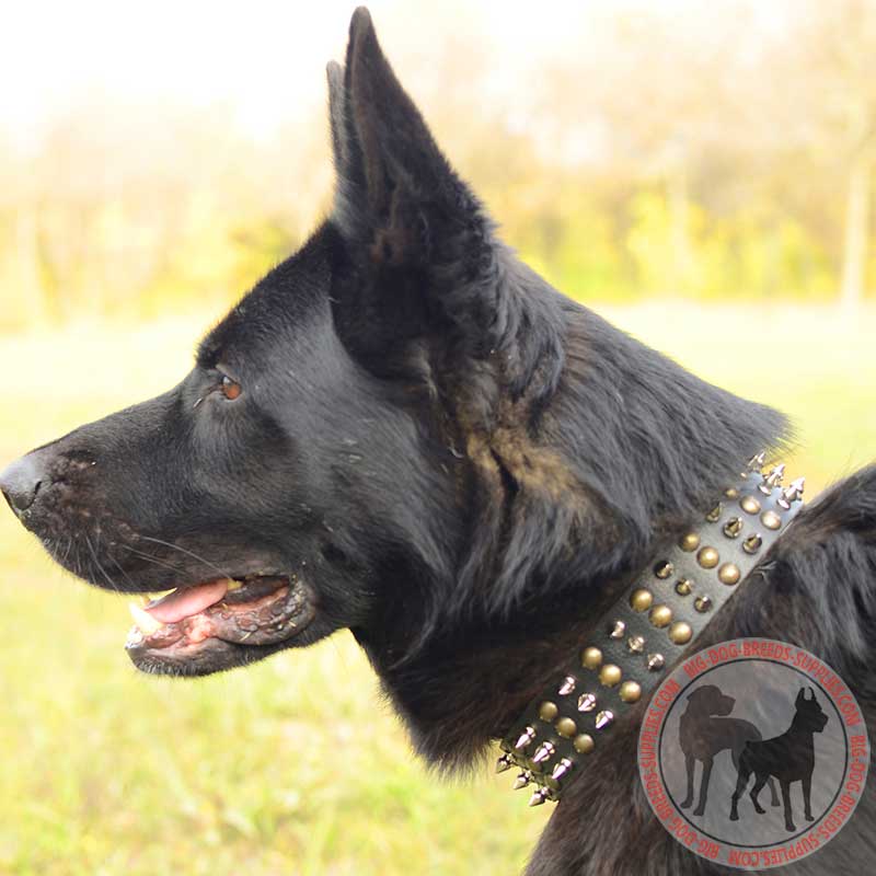 German shepherd 2024 leather collar