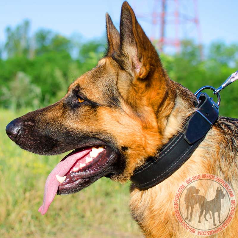 German shepherd dog clearance supplies