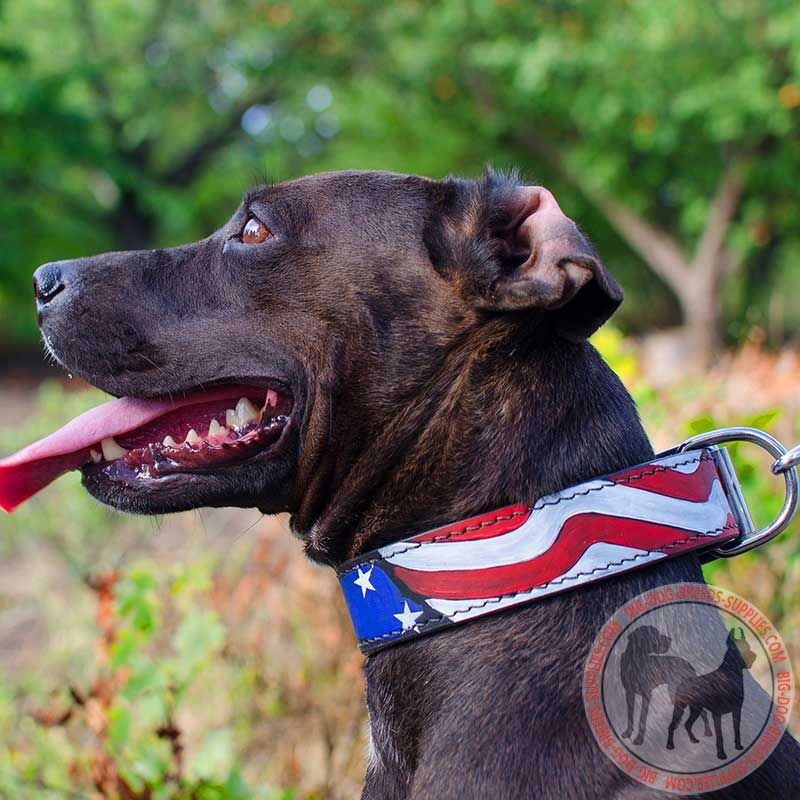 Wide dog collars outlet for pitbulls