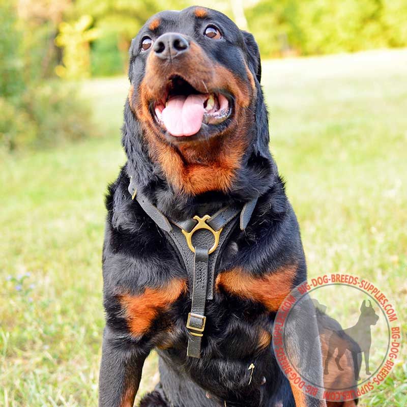 Rottweiler gear sales