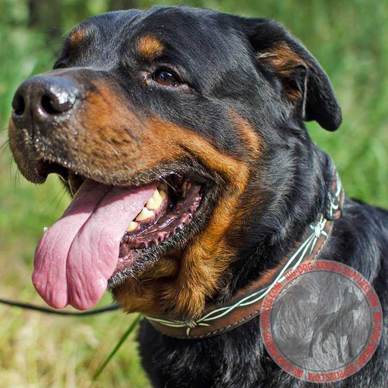 Round Leather Rottweiler Dog Leash