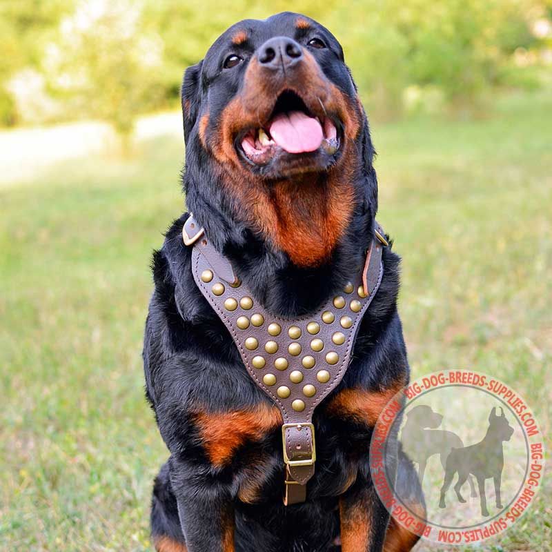 Fashion Brass Studded Leather Harness, Rottweiler Breed