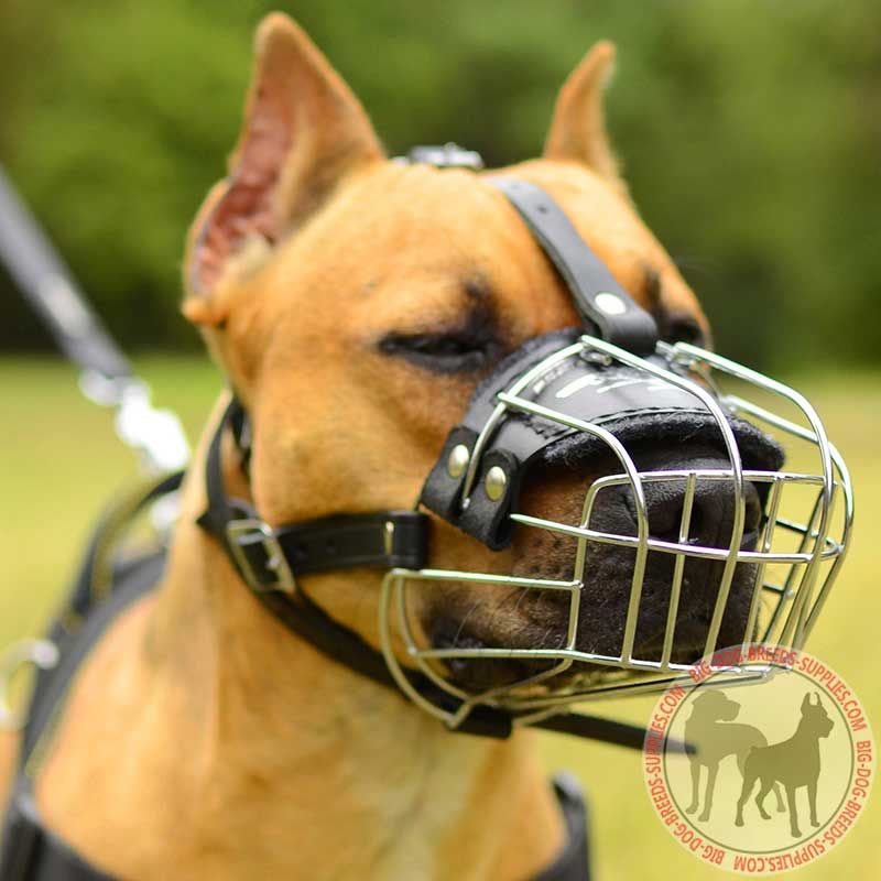 Big dog outlet muzzle