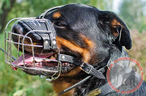 Rottweiler Metal Muzzle Padded on Nose with Soft Felt