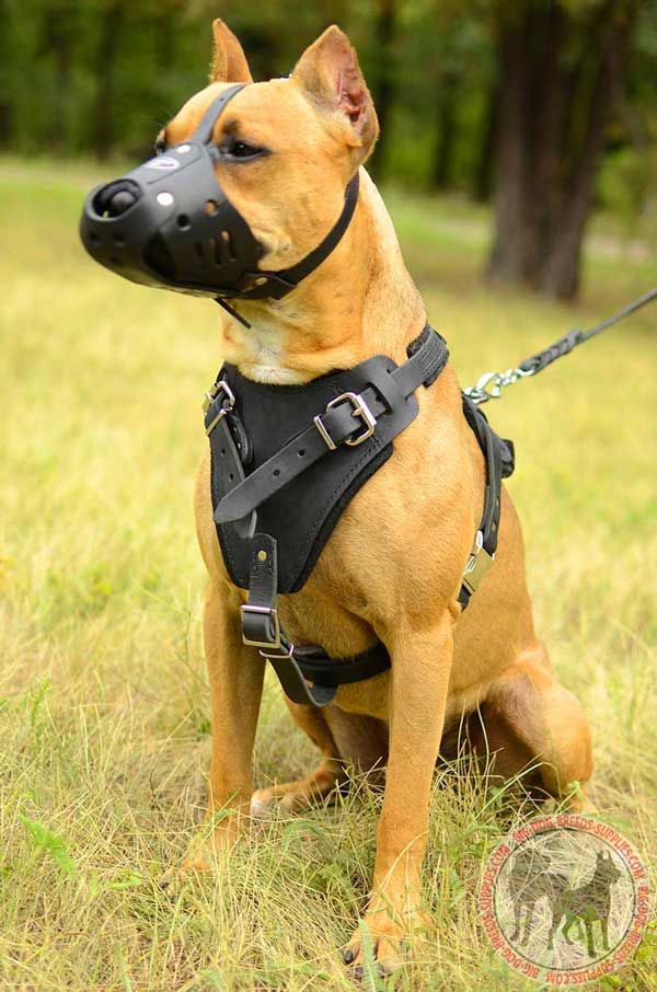No Bark Leather Dog Equipment for Pit Bull