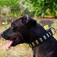 Wide Leather Pitbull Collar with Brass Plates for Walking  Wide Leather Pitbull Collar with Brass Plates for Walking