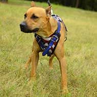 Painted Leather Cool Dog Harness | Pitbull Breed | Attack Training