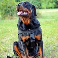 Get Nylon Rottweiler Collar, Velcro Patches