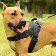 Pitbull Leather Dog Harness for Tracking, Training, Walking